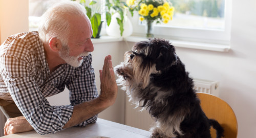 Aspire Blog - Stock photo representing the mental and physical health benefits of owning a pet